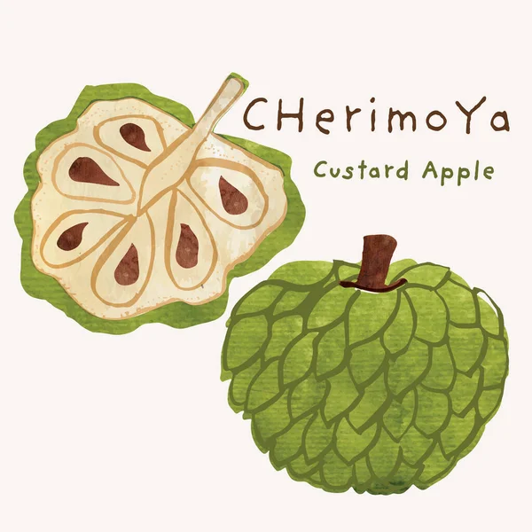 Cherimoya lub krem jabłko egzotyczne owoce akwarela zestaw ilustracji. Malarsko akwarelowa faktura i elementy do rysowania tuszem. Ręcznie rysowane i malowane — Wektor stockowy