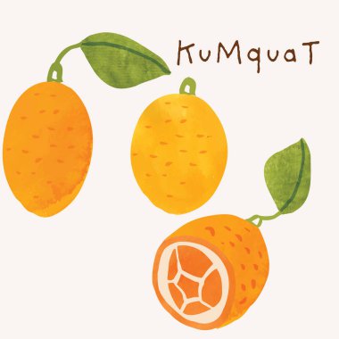 Kumquat citrus meyve suluboya çizim seti. Resimli suluboya doku ve mürekkep çizim elementleri. El çizimi ve el boyaması.