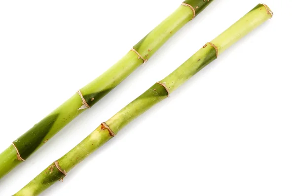 2 gałęzie bambusa — Zdjęcie stockowe