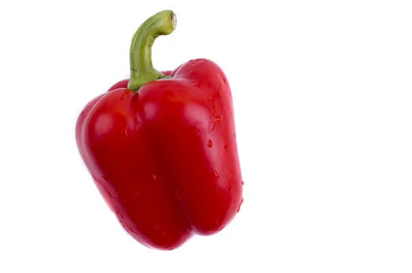 Eine rote Paprika — Stockfoto