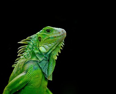 yürüyen iguana