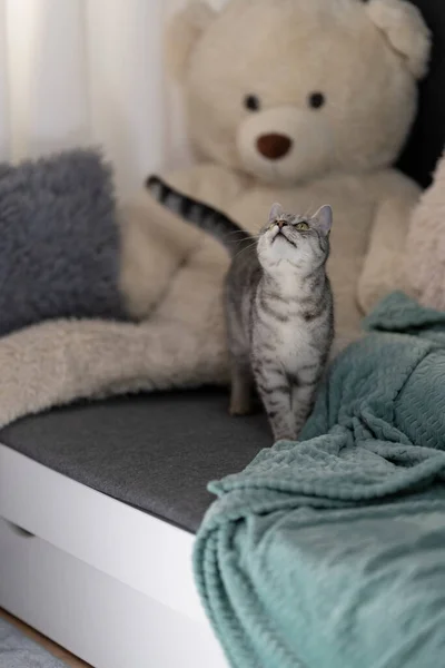 Gato Berçário Olhando Para Cima — Fotografia de Stock