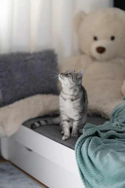 Kočka Dětském Pokoji Sedí Dívá Nahoru — Stock fotografie