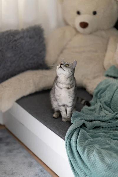 Gato Berçário Sentado Olhando Para Cima — Fotografia de Stock