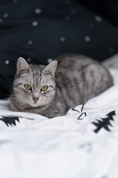 猫はベッドの上で休んでいる 星や木のパターンと黒と白の寝具 — ストック写真