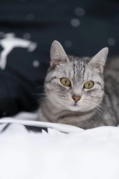 Katze Ruht Auf Dem Bett Schwarz Weiße Bettwäsche Mit Sternen — Stockfoto