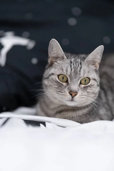 Gato Descansando Cama Cama Preto Branco Com Padrões Estrelas Árvores — Fotografia de Stock