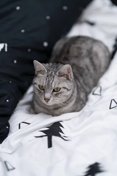 Kočka Odpočívá Posteli Černobílé Podestýlky Vzory Hvězd Stromů — Stock fotografie
