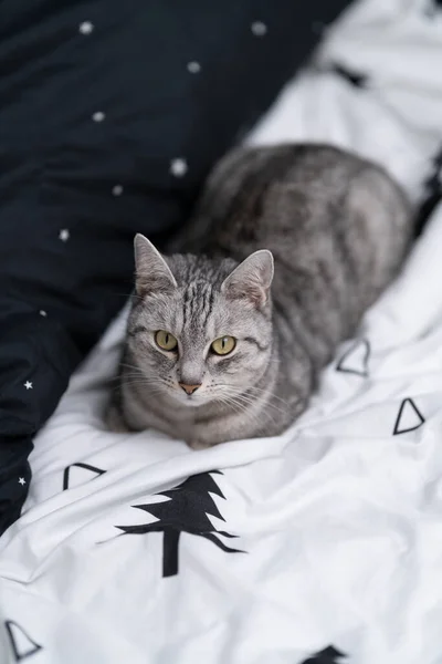 Gato Descansando Cama Cama Preto Branco Com Padrões Estrelas Árvores — Fotografia de Stock