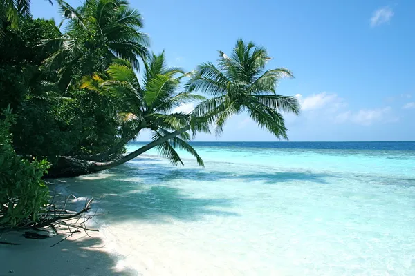 Palmbomen en prachtige strand Stockfoto
