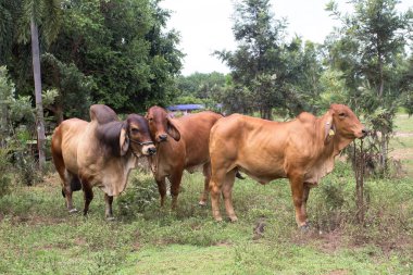 Santa Fe 'de (Arjantin) Kızıl Brahman. Red Brahman Breed Hindistan 'dan geliyor.. 