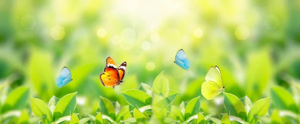 Close Vista Natureza Borboleta Com Folha Verde Fundo Verde Desfocado — Fotografia de Stock