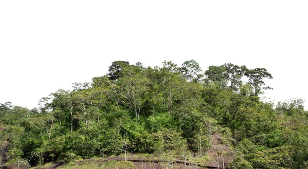 Μια Ομάδα Δέντρων Πράσινο Treeline Απομονωμένο Λευκό Φόντο — Φωτογραφία Αρχείου