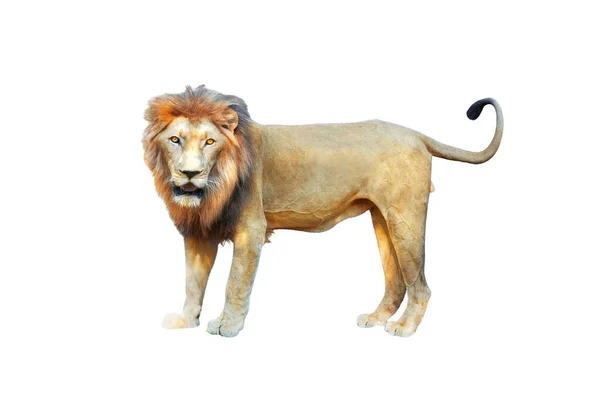 Side View Walking Lion Looking Camera Isolated White — Stock Photo, Image