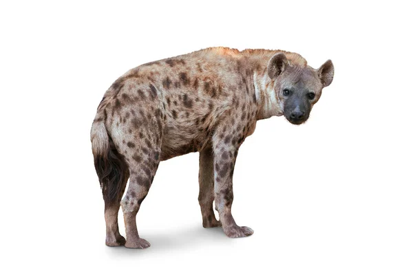 Spotted Hiena Izolowane Białym Tle Rodzaj Krokwi Afryka — Zdjęcie stockowe