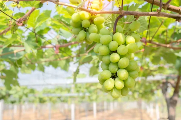 Vineyard Plantation Background Nature Candy Grapes Ripe Ready Variety Harvest — Stock Photo, Image