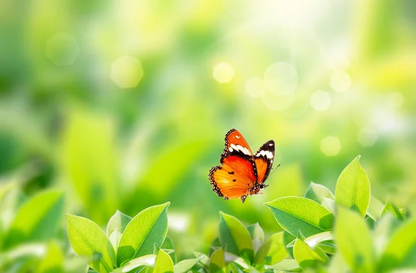 Close Vista Natureza Borboleta Com Folha Verde Fundo Verde Desfocado — Fotografia de Stock