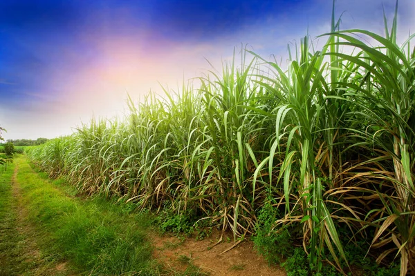 Gün batımında şeker kamışı tarlası. Şeker kamışı, Poaceae ailesinin bir otudur. Tatlıdır ve sağlık için iyidir. Malezya 'da Tebu olarak bilinir.