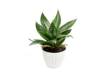 Sansevieria Trifasciata 'yı beyaz bir arka planda izole edilmiş bir tencerede kapalı alanda yetiştirir..
