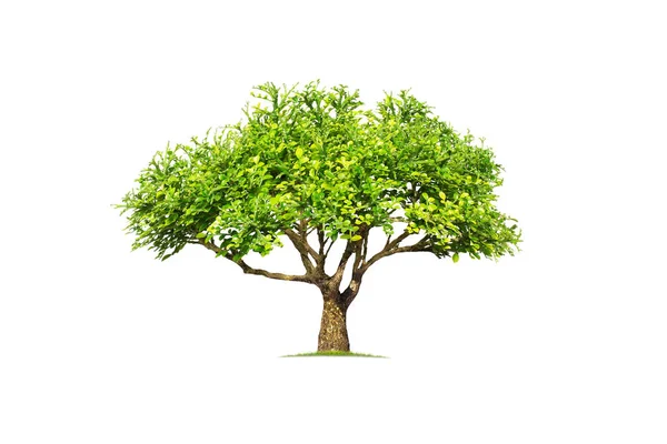 Laranja Jessamine Satin Wood Casca Árvore Cosmética Murraya Paniculata Planta — Fotografia de Stock
