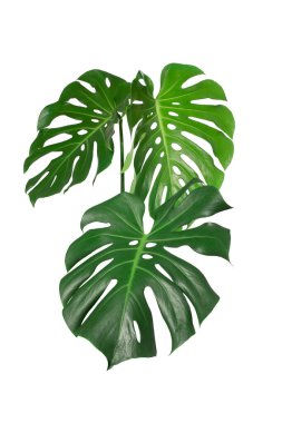 Canavarların koyu yeşil yaprakları veya bölünmüş yapraklı filodendron (Monstera deliciosa) tropikal yaprak bitkisi, beyaz bir arka planda, Monstera Deliciosa bitki yaprakları izole ormanda yetişir. Web Tasarımı. 
