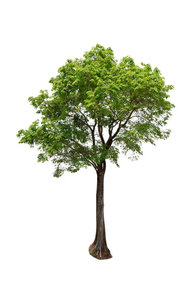 Isolerade Burma Padauk Pterocarpus Makrokarpus Träd Vit Bakgrund Tropiska Träd — Stockfoto