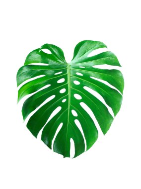 Canavarların koyu yeşil yaprakları veya bölünmüş yapraklı filodendron (Monstera deliciosa) tropikal yaprak bitkisi, beyaz bir arka planda, Monstera Deliciosa bitki yaprakları izole ormanda yetişir. Web Tasarımı. 