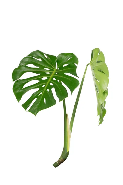 モンスター デリコサ Monstera Deliciosa 白い背景に孤立した森の中で成長する熱帯植物 ウェブデザイン — ストック写真