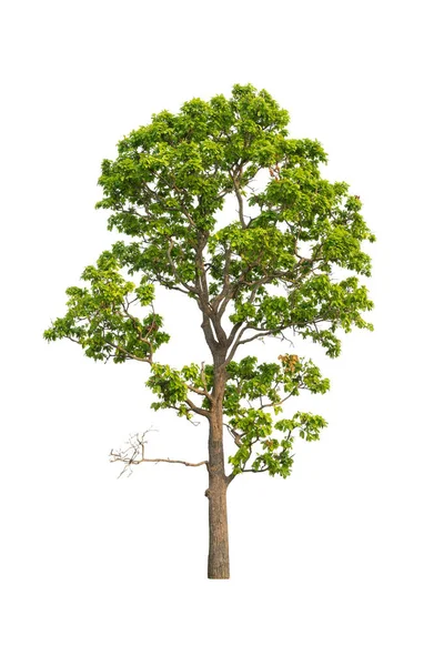 Beyaz zemin üzerinde izole edilmiş ağaç reklamcılık ve mimari tasarım için kullanılan tropikal ağaçtır.