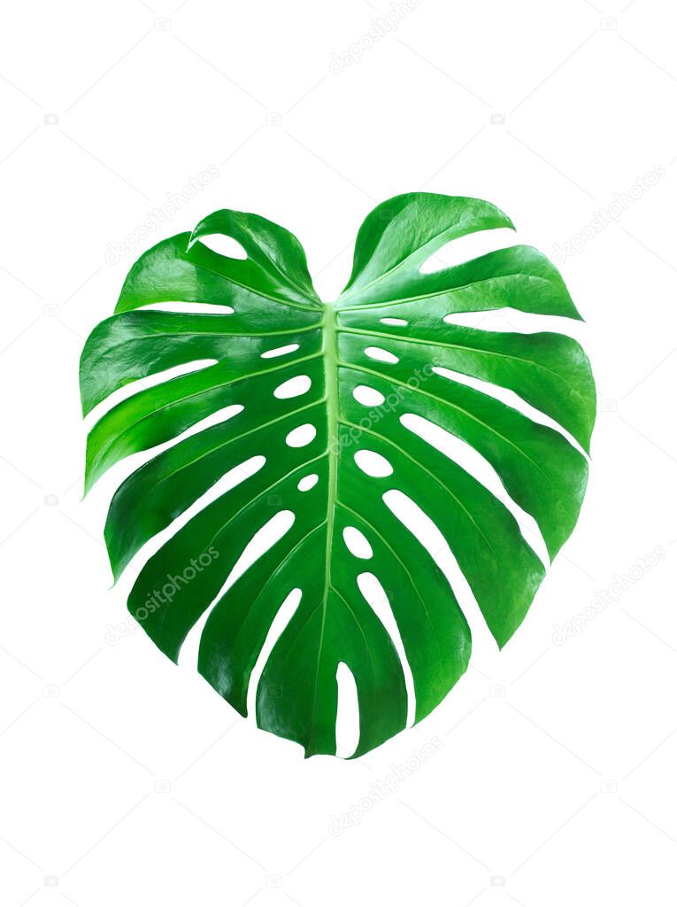 Dark green leaves of monstera or split leaf philodendron (Monstera deliciosa) tropical foliage plant growing in forest isolated on a white background, Monstera Deliciosa plant leaves. web designs. 
