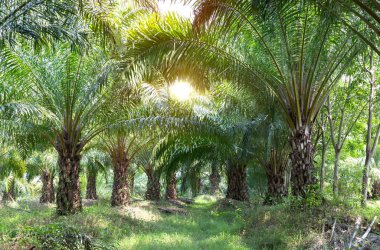 Büyürken palmiye yağı tarlası. Palmiye yağı çiftliği ve sabah güneşi 