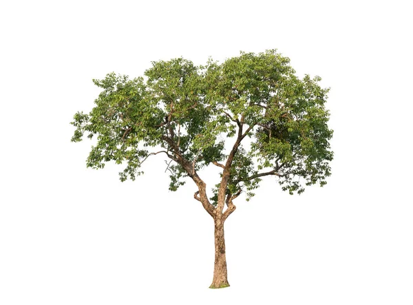 Beyaz zemin üzerinde izole edilmiş ağaç reklamcılık ve mimari tasarım için kullanılan tropikal ağaçtır.