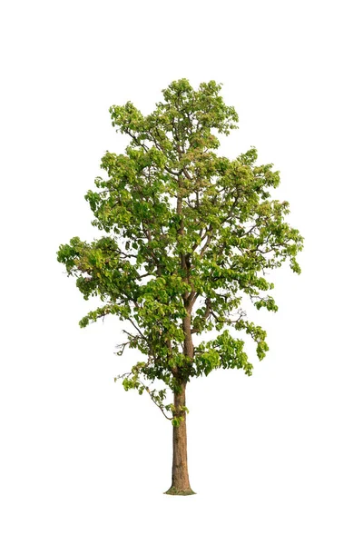 Isolierter Baum Auf Weißem Hintergrund Isolierter Tropischer Baum Der Für — Stockfoto