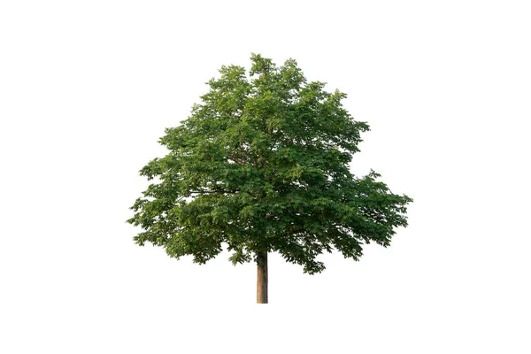 Isolierter Baum Auf Weißem Hintergrund Isolierter Tropischer Baum Der Für — Stockfoto