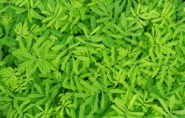 Mimosa Invisa Laat Achtergrond Natuur Groene Kleur Van Frisheid Behang — Stockfoto