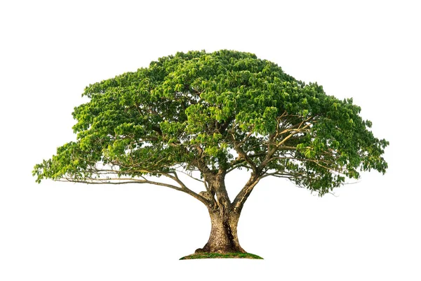 Árbol Lluvia Aislado Nombre Común Saman Árbol Lluvia Monkeypod Tibet —  Fotos de Stock