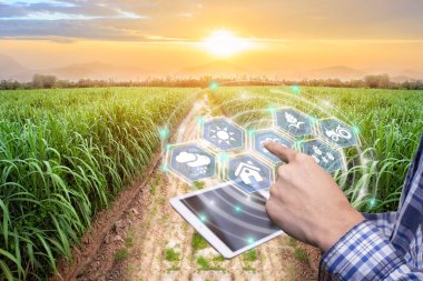 Akıllı tarım sistemi için yenilik teknolojisi, tarım yönetimi, akıllı teknoloji kavramına sahip akıllı telefonlar. Sugarcane çiftliğinde çalışan Asyalı erkek çiftçi çalışmak için veri topluyor..