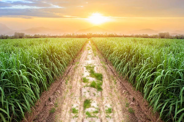 Sockerrörsfält Vid Solnedgången Sockerrör Ett Gräs Familjen Poaceae Det Smakar — Stockfoto