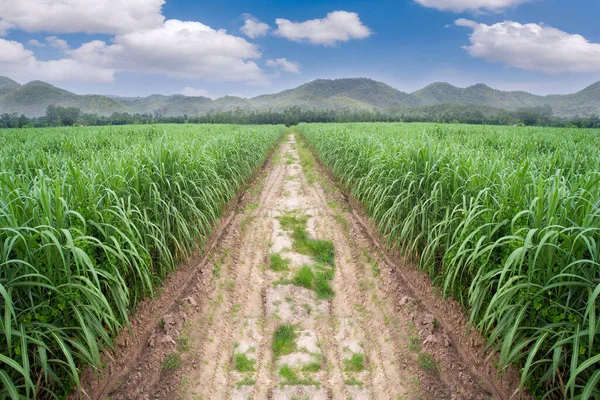 Sockerrörsodling Sockerrör Ett Gräs Familjen Poaceae Det Smakar Sött Och — Stockfoto