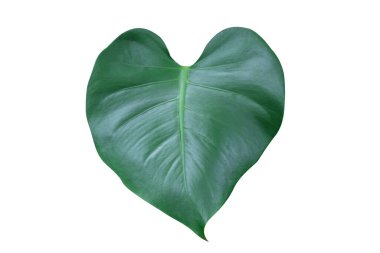 Canavar bitki yaprağı, tropikal yeşil asma beyaz arka planda izole edilmiş.,