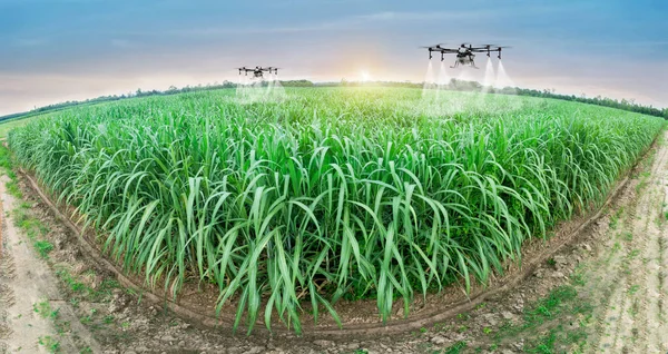 Agriculture drone fly to sprayed fertilizer on the sweet corn fields. smart farmer use drone for various fields like research analysis, terrain scanning technology, smart technology concept.