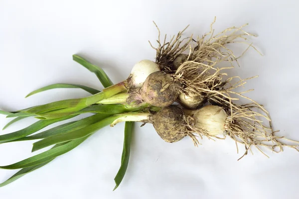 Young green garlic with leaves