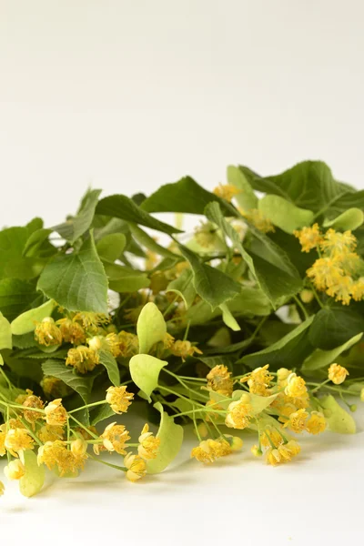 Kvistar linden blommor på vit bakgrund — Stockfoto