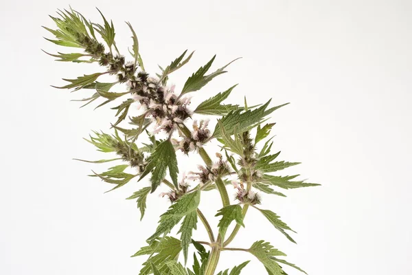 Motherwort-leonurus cardiaca, na bílém pozadí — Stock fotografie