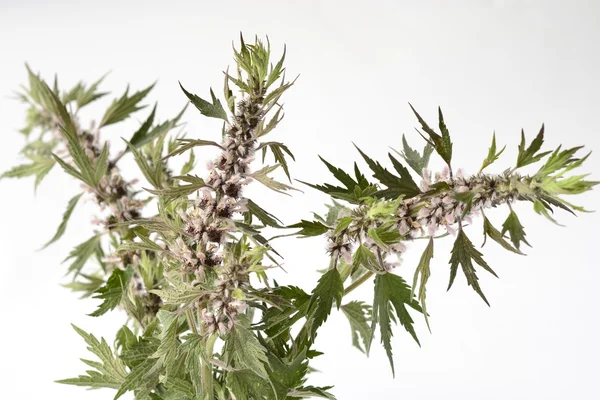 Motherwort, Leonurus Cardiaca