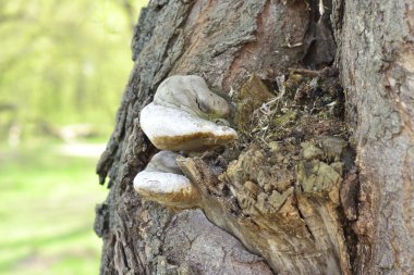 chaga mantar ağacı üzerinde