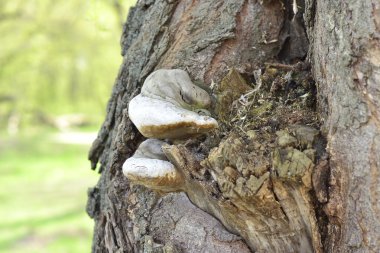 Chaga mushroom on tree clipart
