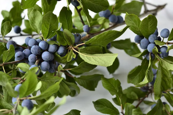 Ramo de abóbora selvagem. Espinheiro-preto - Prunus spinosa — Fotografia de Stock