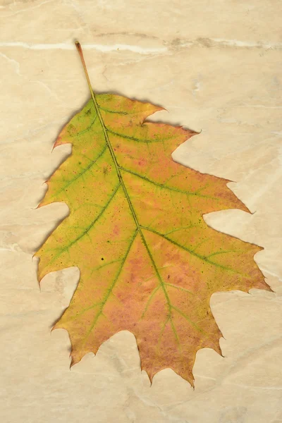 Kolorowe jesień zostawić na tle — Zdjęcie stockowe