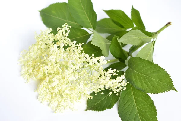 Vlierbloom, sambucus nigral — Stockfoto